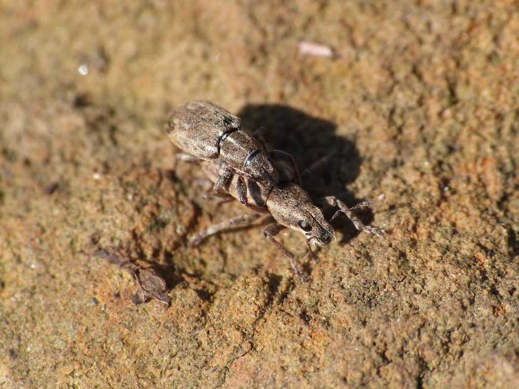 Piccoli curculionidae coi baffi (Sitona?) - Tolfa (RM)